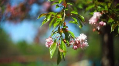 Rüzgardaki sakura bahçesi bahar parkında sallanan çiçekler.