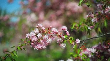 Bahar parkında rüzgarda savrulan sakura çiçekleriyle yakın plan bir dal.