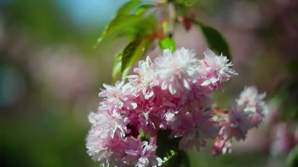 Rama Sakura Viento Balanceo Flores Parque Primavera — Vídeo de stock