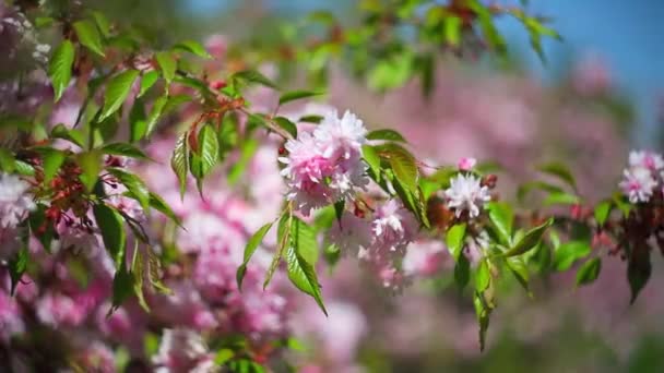 Sakura Virágok Szélben Lengő Virágok Tavaszi Parkban — Stock videók