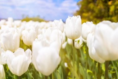 close-up of a white tulip bud with other flowers growing around it