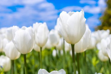 a loaf of white tulip on a blue sky background