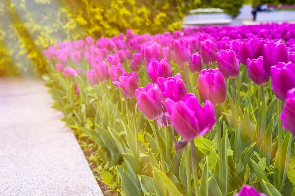 Bir bahar parkında, güneşin altında büyüyen mor laleleri olan bir çiçek tarhı.