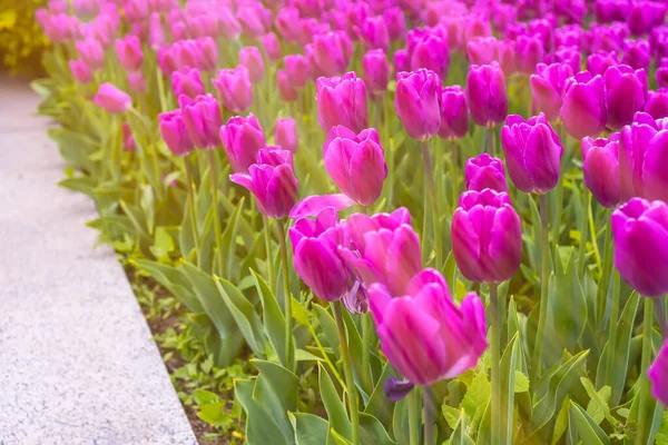 Bir bahar parkında, güneşin altında büyüyen mor laleleri olan bir çiçek tarhı.