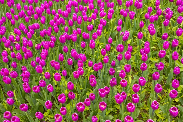 Beaucoup Tulipes Pourpres Poussent Sur Une Plantation Dans Parc Automne — Photo