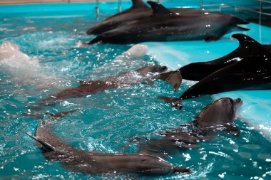 Yunuslardan biri platforma atlamaya çalışıyor. Kafasını sudan çıkarıp platforma tırmanmaya çalışıyor.