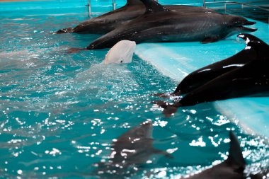 Beyaz balina kafasını sudan çıkardı ve diğer yunusların yattığı platforma tırmanmaya çalışıyor.