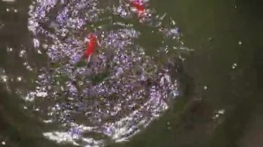 Kırmızı balıklar gölde yüzer, güneşin parladığı ve güneşin ışınlarını saçtığı gölde.