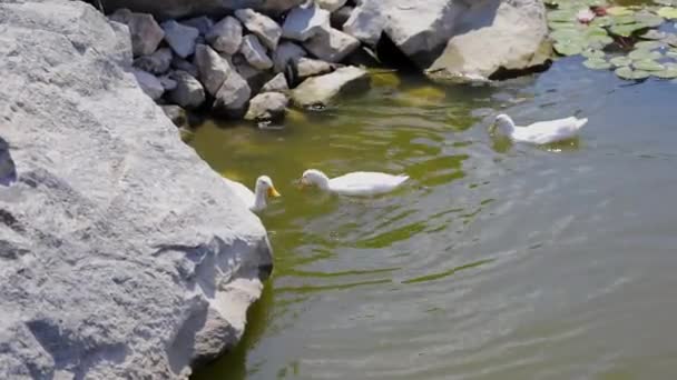 Patos Blancos Nadan Estanque — Vídeos de Stock