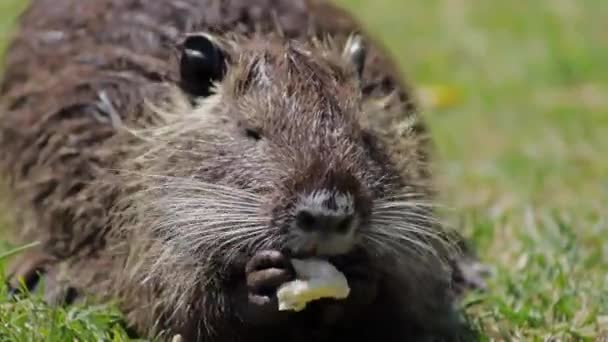 Nutria Park Lawn Holds Food Its Paws — Stock Video