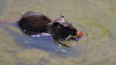 Nutria bir gölde oturur ve pençelerinde yemek tutar.