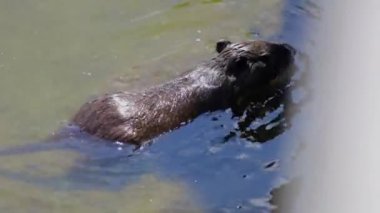 Nutria taşların yakınındaki bir gölde yüzer.