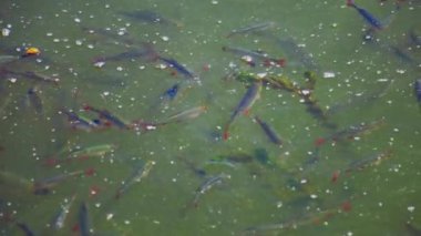 Birçok küçük balık çamurlu suda yüzer ve yiyecek toplar.