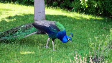 Parktaki çimlerde yürüyen güzel tavus kuşu.
