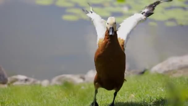 池の近くのアヒルは羽をきれいにし — ストック動画