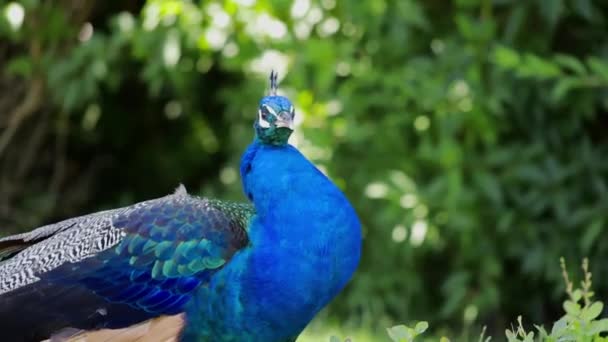 蓝色孔雀在公园里清扫羽毛 — 图库视频影像