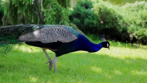 一只蓝色的孔雀在公园里阳光灿烂的草坪上散步 — 图库视频影像