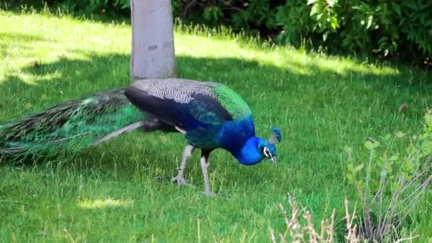 公園の芝生の上を歩く美しい孔雀 — ストック動画