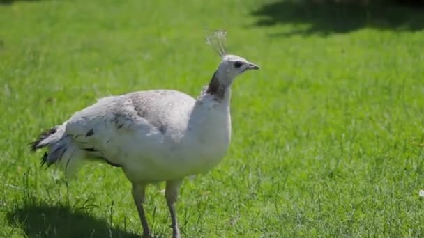 雌性白孔雀在草坪上追逐鸭子 — 图库视频影像