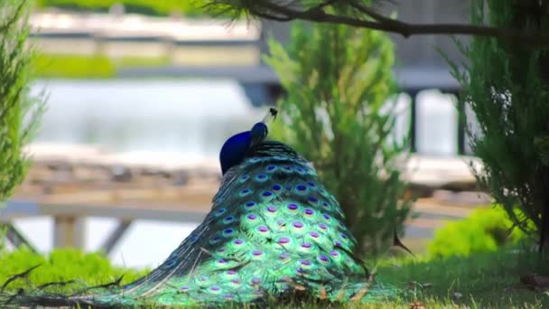 树荫下的孔雀擦去尾巴 太阳光落在孔雀身上 — 图库视频影像