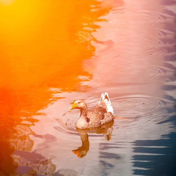 Oie Nage Sur Lac Sous Les Rayons Soleil — Photo