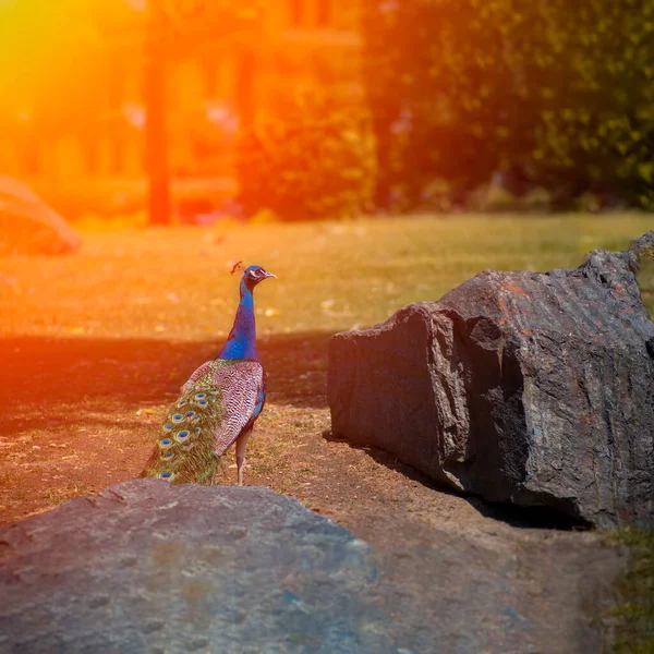 Piękny Niebieski Paw Spacery Trawniku Pod Promieniami Słońca — Zdjęcie stockowe