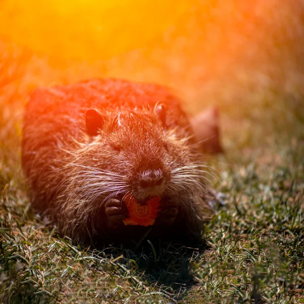 Nutria Zit Het Gazon Onder Stralen Van Zon Knabbelt Voedsel — Stockfoto