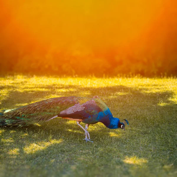 Belo Pavão Azul Caminha Gramado Sob Raios Sol Quente — Fotografia de Stock