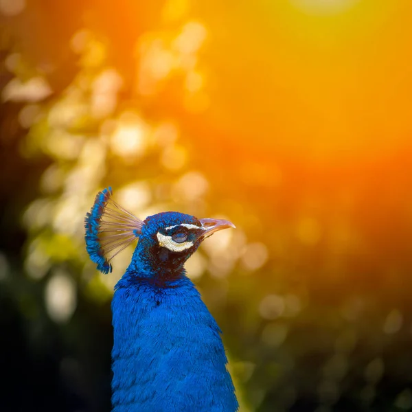 Голова Великого Блакитного Павича Який Знаходиться Парку Під Теплим Сонячним — стокове фото
