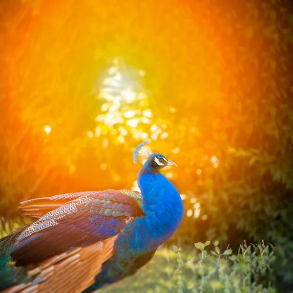 暖かい太陽の光の下で美しい公園で青い孔雀が芝生の上を歩く — ストック写真