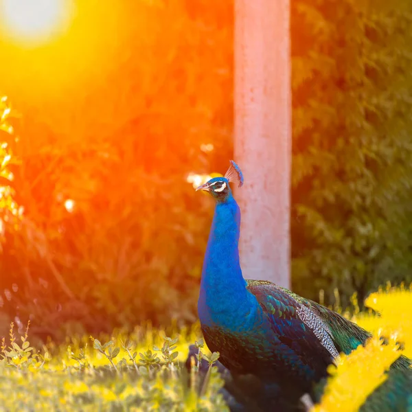 暖かい太陽が公園を照らし青い孔雀が歩き絵が描かれ — ストック写真