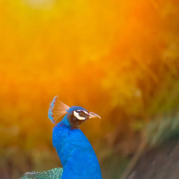 Вранці Блакитна Пташка Павича Гуляє Прекрасному Парку Освітленому Променями Сонця — стокове фото