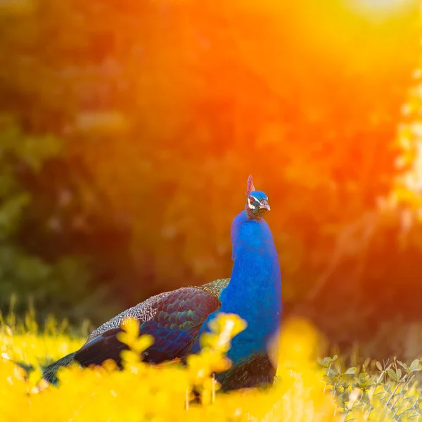 朝青い孔雀の鳥が太陽の光に照らされた美しい公園を歩き — ストック写真