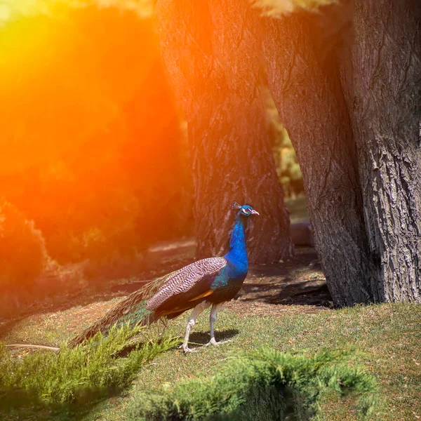 Сонячному Парку Синій Павич Прогулюється Між Деревами Досліджуючи Територію Парку — стокове фото