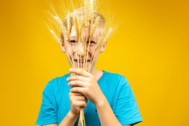 Mavi tişörtlü neşeli bir çocuk yüzünü buğday başaklarına koydu ve onlara baktı.