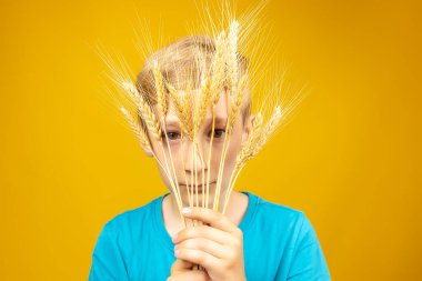 Sarı arka planda bir çocuk yüzüne buğday kulağı dayadı ve onlara baktı.