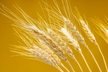 Sarı arka planda buğday dalları var.