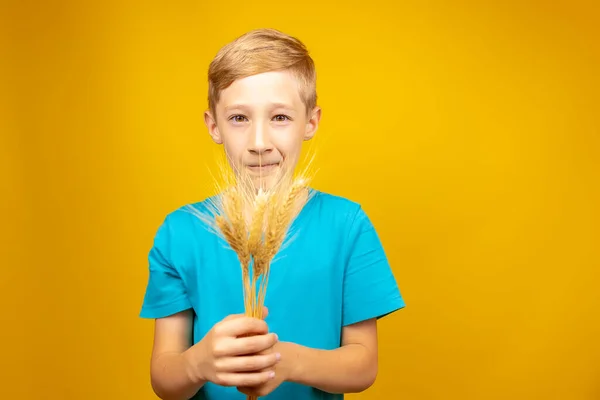 Boy Holding Ears Wheat His Hands Yellow Background — Zdjęcie stockowe