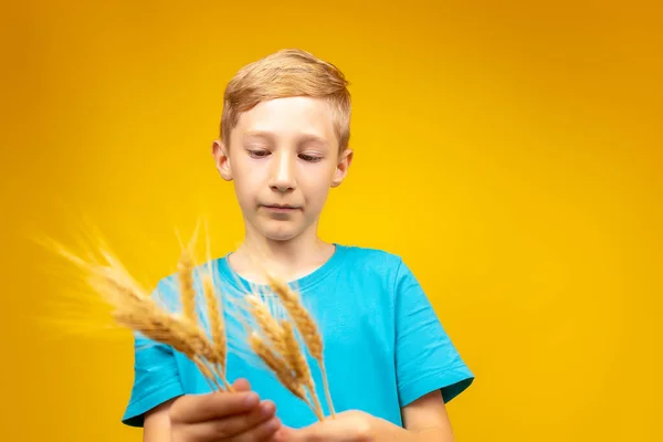 Boy Blue Shirt Yellow Background Sorts Ears Wheat His Hands — Zdjęcie stockowe