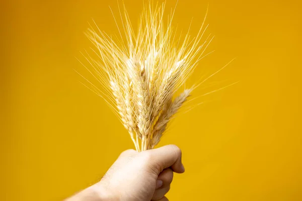 hand holding ears of wheat on a yellow background