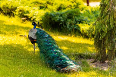 Uzağa giden bir Tavuskuşu 'nun lüks kuyruğu