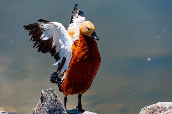 Ente Teich Zoo Flattert Mit Den Flügeln — Stockfoto