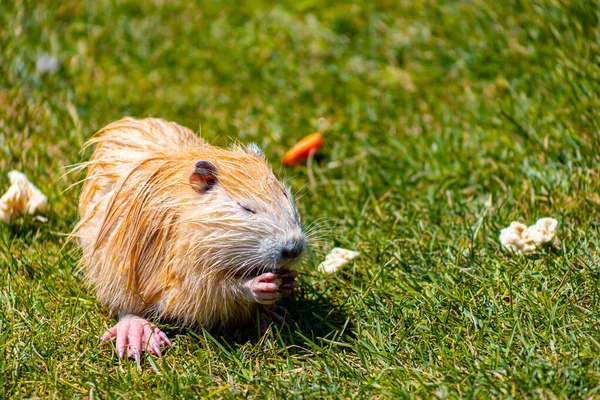 Red Nutria Gnaws Food Zoo Lawn — ストック写真