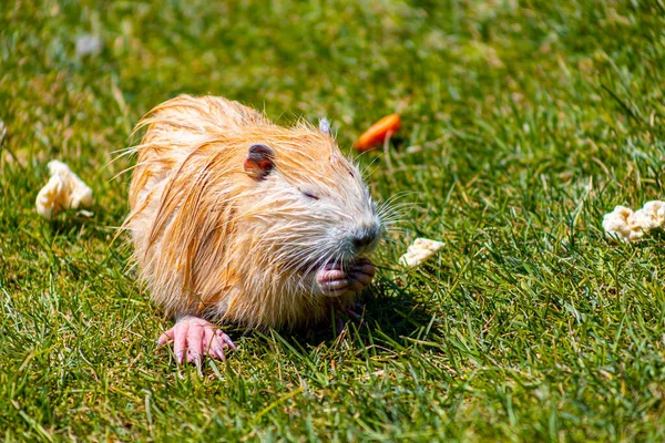Red Nutria Gnaws Food Zoo Lawn — ストック写真