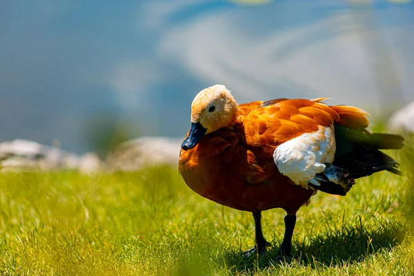 Eine Rote Ente Putzt Ihre Federn Einem Zoo Der Nähe — Stockfoto