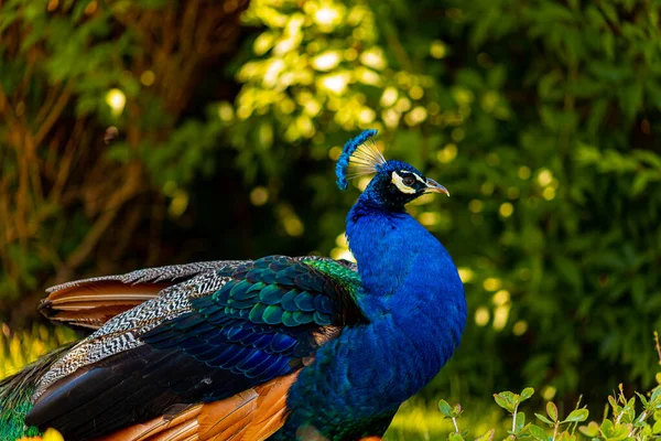 Blue Peacock Located Territory Zoo Walking Shade Crowns Trees — ストック写真