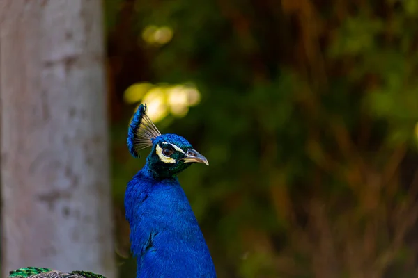 Синій Павич Розташований Території Зоопарку Йде Тіні Під Коронками Дерев — стокове фото