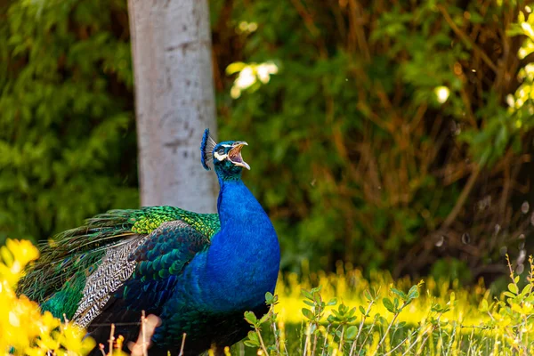 Belo Pavão Pássaro Azul Olha Torno Território Zoológico Enquanto Caminha — Fotografia de Stock