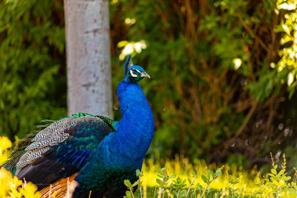 Beautiful Blue Bird Peacock Looks Territory Zoo While Walking Trees — ストック写真