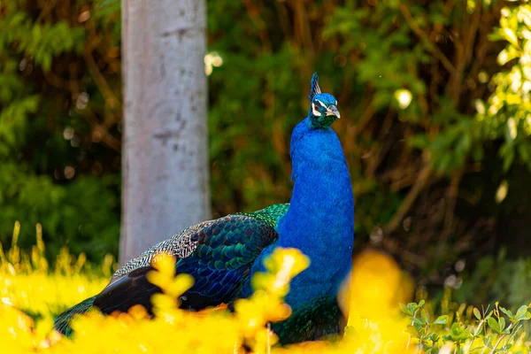 Peacock Bird Walks Park Examines Territory Zoo — ストック写真